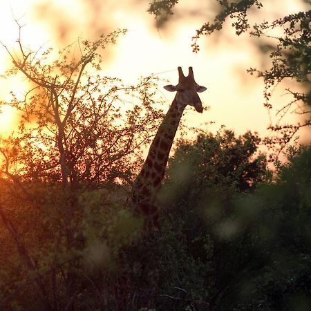 Mtomeni Safari Camp Hotel Phalaborwa Luaran gambar