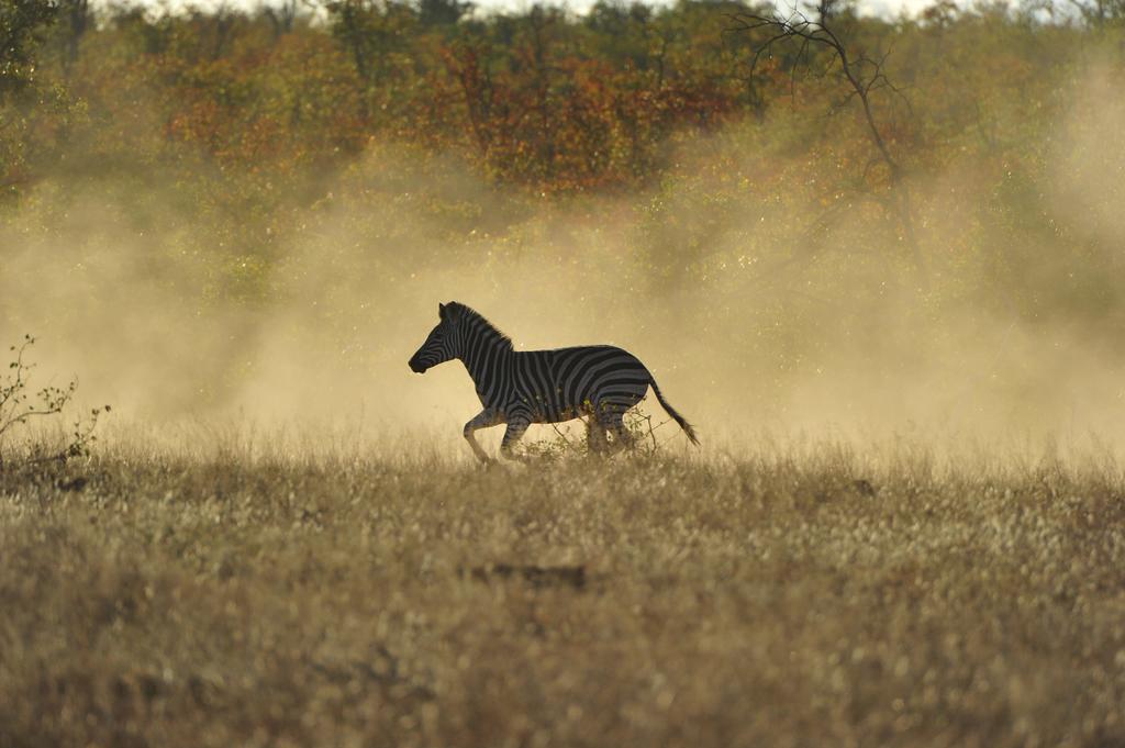 Mtomeni Safari Camp Hotel Phalaborwa Luaran gambar