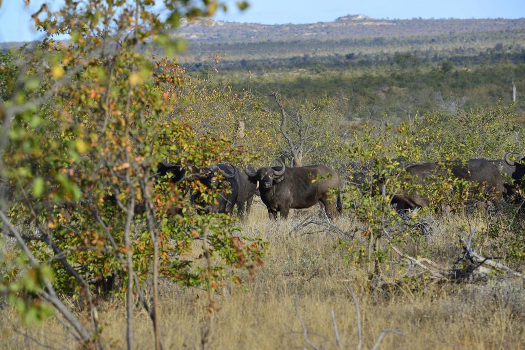 Mtomeni Safari Camp Hotel Phalaborwa Luaran gambar